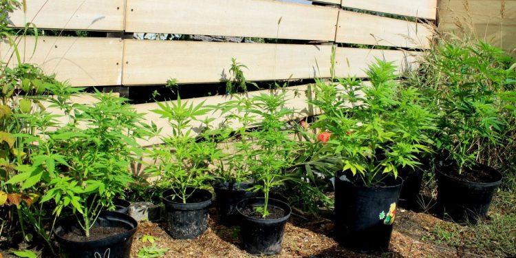 Poszukiwany listem gończym ukrył się na… plantacji marihuany