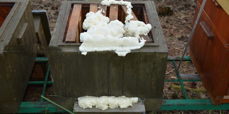 Truli pszczoły. Zabili ich ponad… 400 tys.! Niszczyli też puste ule