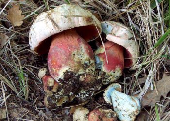 Szatan w jednym z wielkopolskich lasów. Ważny apel leśników