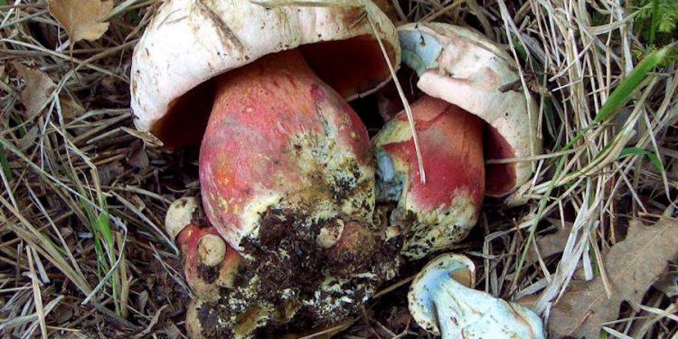 Szatan w jednym z wielkopolskich lasów. Ważny apel leśników