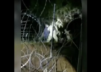 Drastyczne nagranie z granicy. „Białoruscy żołnierze pchają migrantów na płot” [WIDEO]