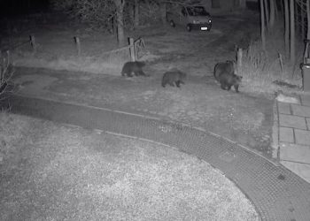 Niedźwiedzica z młodymi na ulicach Zakopanego. Niezwykłe nagranie [WIDEO]
