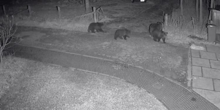 Niedźwiedzica z młodymi na ulicach Zakopanego. Niezwykłe nagranie [WIDEO]