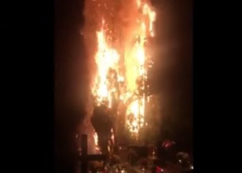 Tuje spłonęły jak pochodnie. Pożar na cmentarzu [WIDEO]