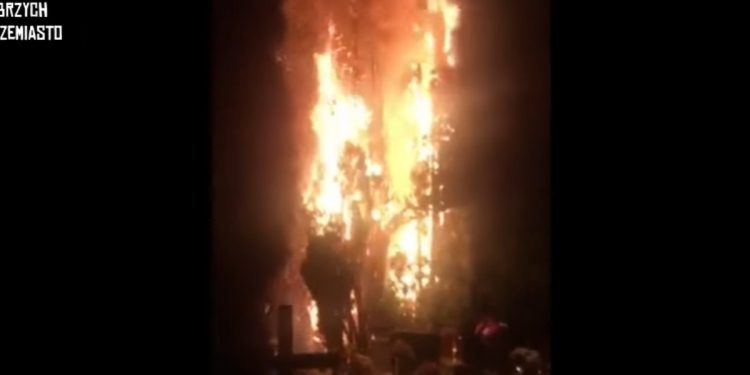 Tuje spłonęły jak pochodnie. Pożar na cmentarzu [WIDEO]