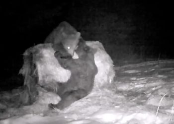 Niezwykłe nagrania z Bieszczad. Mimo zimowych warunków, niedźwiedzie są bardzo aktywne [WIDEO]