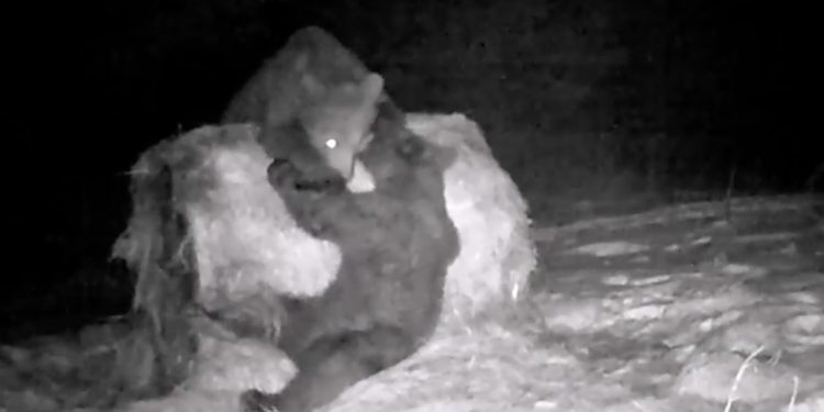 Niezwykłe nagrania z Bieszczad. Mimo zimowych warunków, niedźwiedzie są bardzo aktywne [WIDEO]