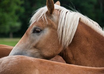 W bloku trzymał… konia. Tłumaczył, że kupił go dla wujka