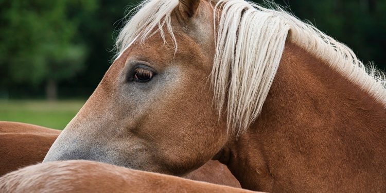 W bloku trzymał… konia. Tłumaczył, że kupił go dla wujka