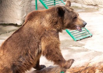 Rzuciła córkę na pożarcie niedźwiedzia w ZOO! Niespodziewane zachowanie zwierzęcia