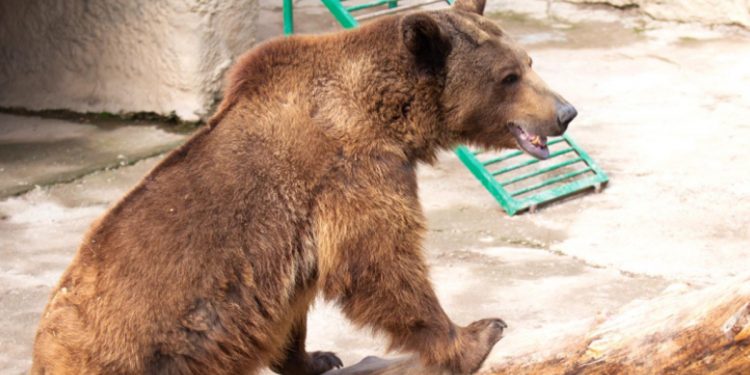 Rzuciła córkę na pożarcie niedźwiedzia w ZOO! Niespodziewane zachowanie zwierzęcia