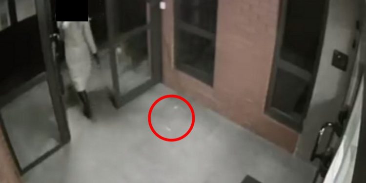 Wkładała haczyki do parówek i rozrzucała dla psów. Usłyszała zarzut