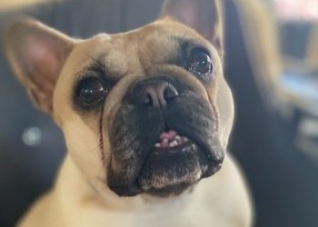 Wywiozła psa sąsiadów do lasu i porzuciła, bo… wbiegł na jej posesję