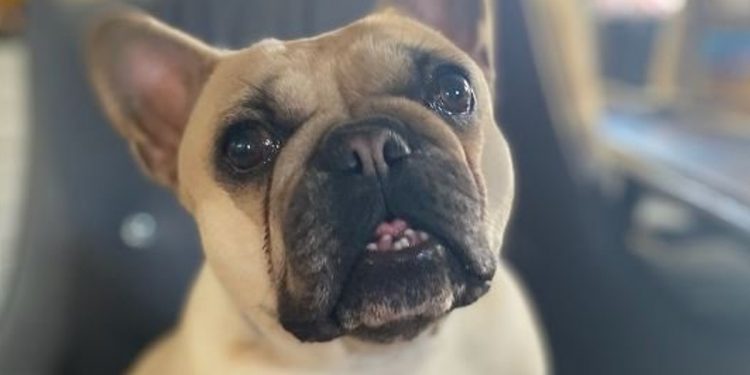 Wywiozła psa sąsiadów do lasu i porzuciła, bo… wbiegł na jej posesję