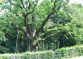 2560px-Dab_bartek_(1)