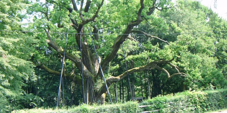 2560px-Dab_bartek_(1)