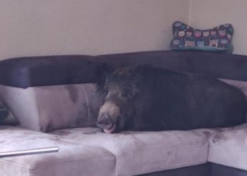 Gdy wróciła do domu na kanapie był… dzik [FOTO]