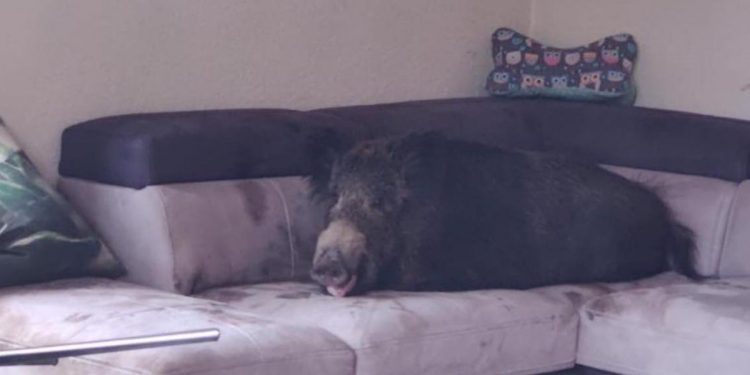 Gdy wróciła do domu na kanapie był… dzik [FOTO]