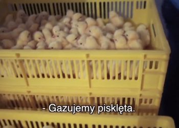 śmierć kur w tvn