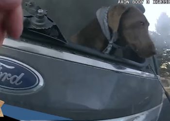 Uratował psa z płonącego samochodu. Nagranie obiegło cały świat [WIDEO]