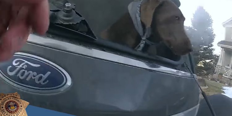 Uratował psa z płonącego samochodu. Nagranie obiegło cały świat [WIDEO]