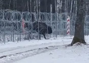 Wojsko przepuściło żubra przez granicę z Białorusią. Żołnierze rozgrodzili płot [WIDEO]