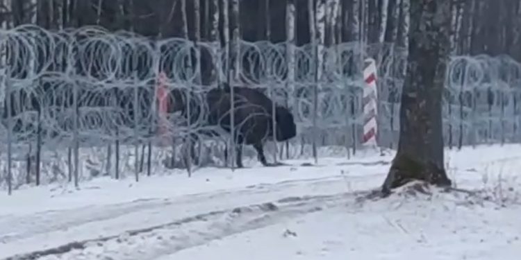 Wojsko przepuściło żubra przez granicę z Białorusią. Żołnierze rozgrodzili płot [WIDEO]