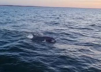 Delfiny w Bałtyku! Nagranie potwierdza niezwykły widok [WIDEO]