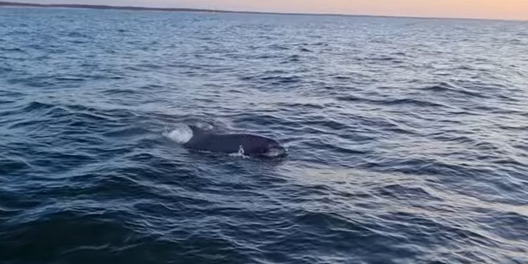 Delfiny w Bałtyku! Nagranie potwierdza niezwykły widok [WIDEO]