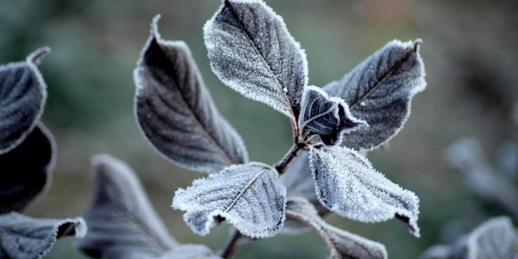 Przed nami majowe przymrozki. IMGW ostrzega