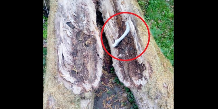 kość w pniu drzewa