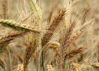 Kułeba ma plan na eksport zboża. Będzie operacja na Morzu Czarnym?