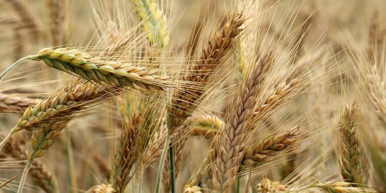 Kułeba ma plan na eksport zboża. Będzie operacja na Morzu Czarnym?