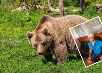 Ratownik górski zaatakowany przez niedźwiedzia. Pokazano zdjęcie