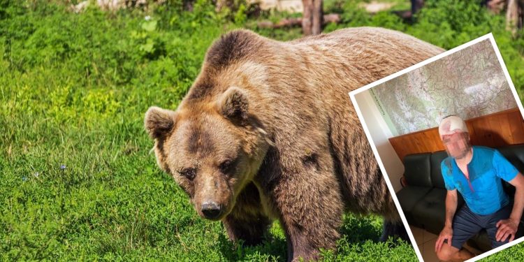Ratownik górski zaatakowany przez niedźwiedzia. Pokazano zdjęcie