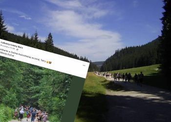 Nietypowe zdjęcie z Doliny Kościeliskiej. Tłum turystów i… mały niedźwiadek
