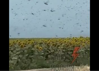 Plaga szarańczy w Rosji. „Natura sama mści” [WIDEO]