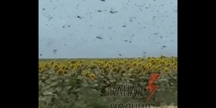 Plaga szarańczy w Rosji. „Natura sama mści” [WIDEO]