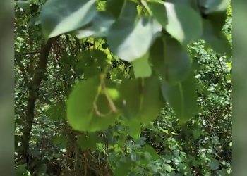 Śmiertelne pułapki w ukraińskich lasach. Pozostawili je Czeczeni [WIDEO]
