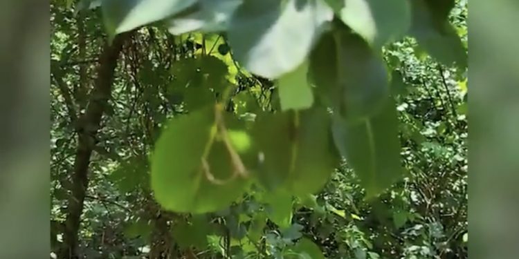 Śmiertelne pułapki w ukraińskich lasach. Pozostawili je Czeczeni [WIDEO]