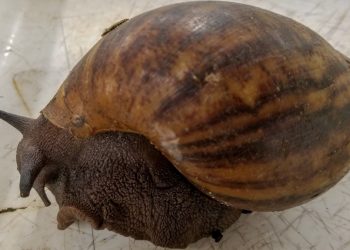 Ślimaki giganty przenoszą ciężką chorobę! Jest kwarantanna