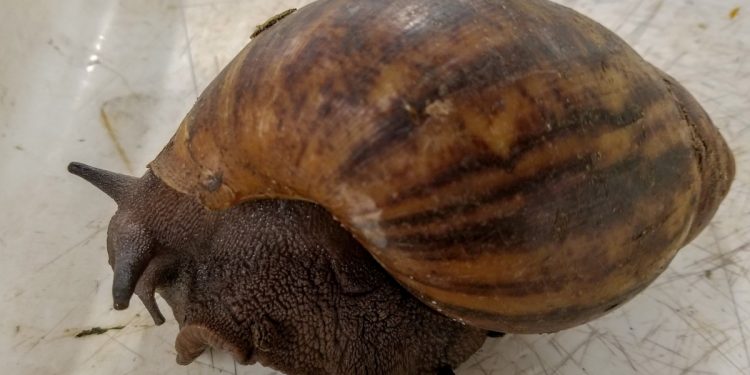 Ślimaki giganty przenoszą ciężką chorobę! Jest kwarantanna