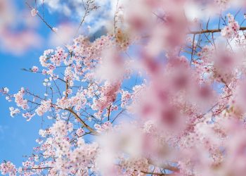 Czy warto kupić sobie do ogrodu bujak?