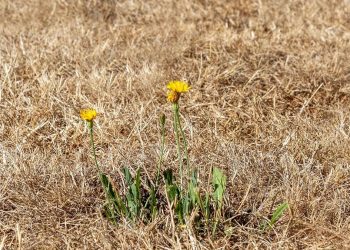 Kret zapowiada potworną temperaturę. „Ugotujemy się!”
