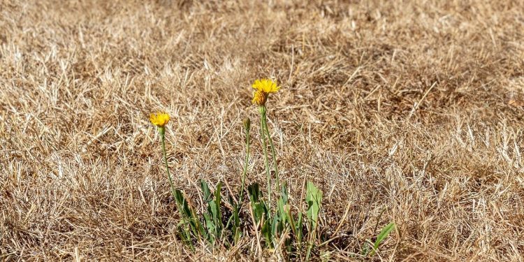 Kret zapowiada potworną temperaturę. „Ugotujemy się!”