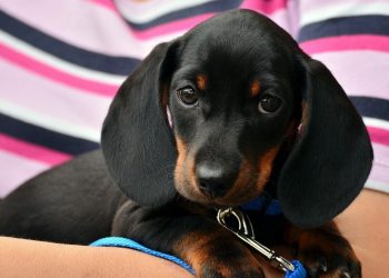 Tajemniczy wirus zabija psy. „Nie ma lekarstwa ani szczepionki”