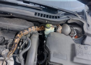 Pyton królewski znaleziony… pod maską samochodu w Zabrzu