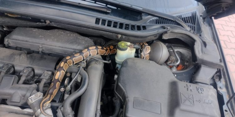 Pyton królewski znaleziony… pod maską samochodu w Zabrzu