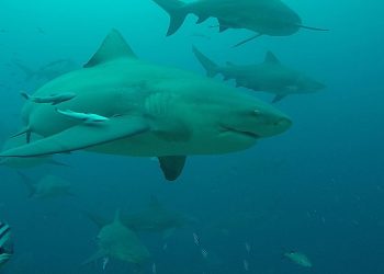 Rekin zaatakował 10 latka! Nie udało się uratować nogi