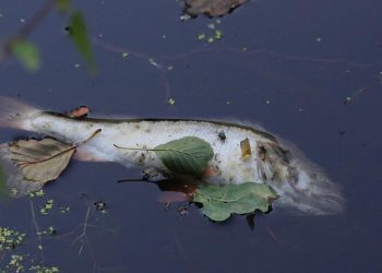 Śnięte ryby w kolejnej rzece! Tym razem w Niemczech. Są ich tysiące